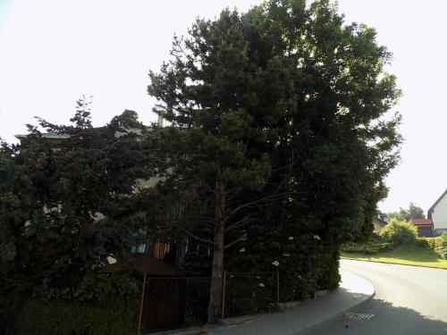 Ořez stromů u školy, kaple a garáží